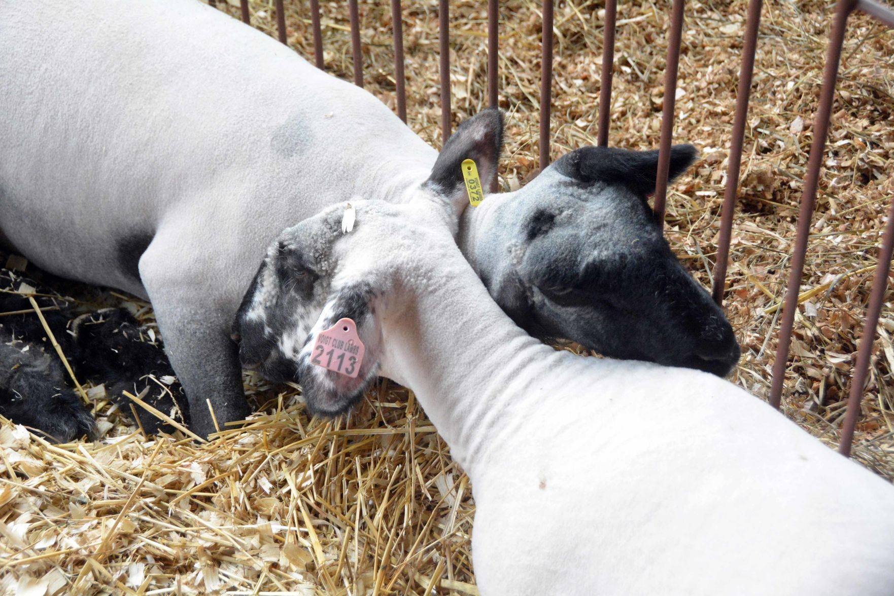 Thursday at the 2021 Sauk County Fair